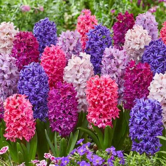 Mélange de 10 - Jacinthe - Jacinthe - Mélange de Couleurs - Bulbes à Fleurs - Floraison Printemps - Image 7