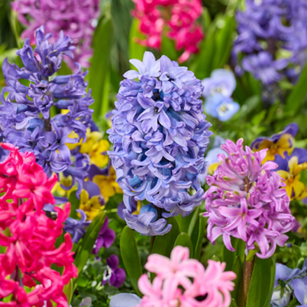 Mélange de 10 - Jacinthe - Jacinthe - Mélange de Couleurs - Bulbes à Fleurs - Floraison Printemps - Image 4