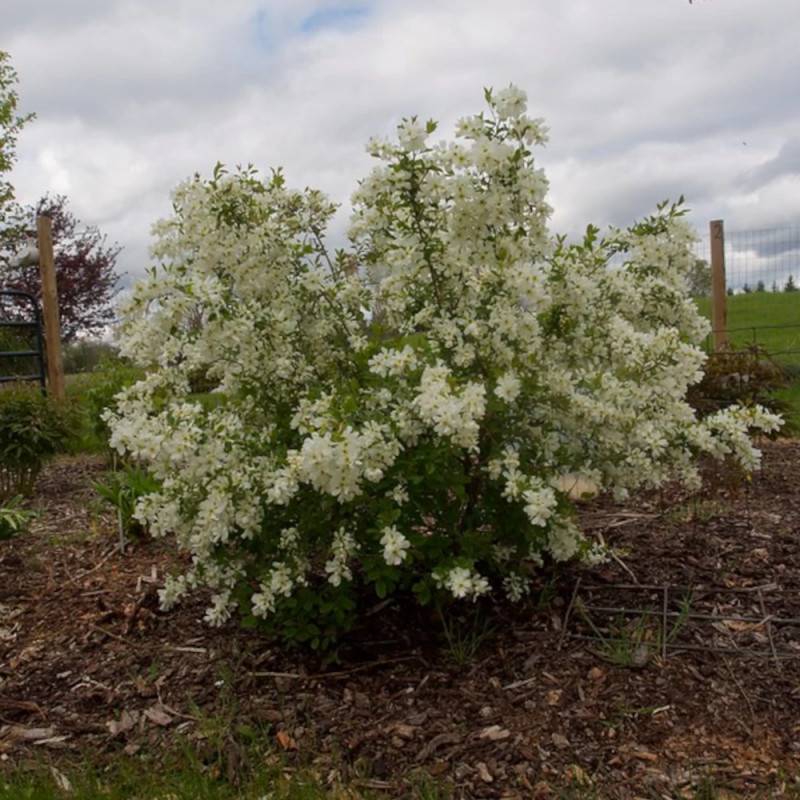 Arbre aux perles The Bride, Exochorda, Exocorde à fleurs Blanche - feuillage Caduc - Pot de 3L - 20/40 cm-  hauteur à maturité De 1,50 m à 2,00 m - Image 4