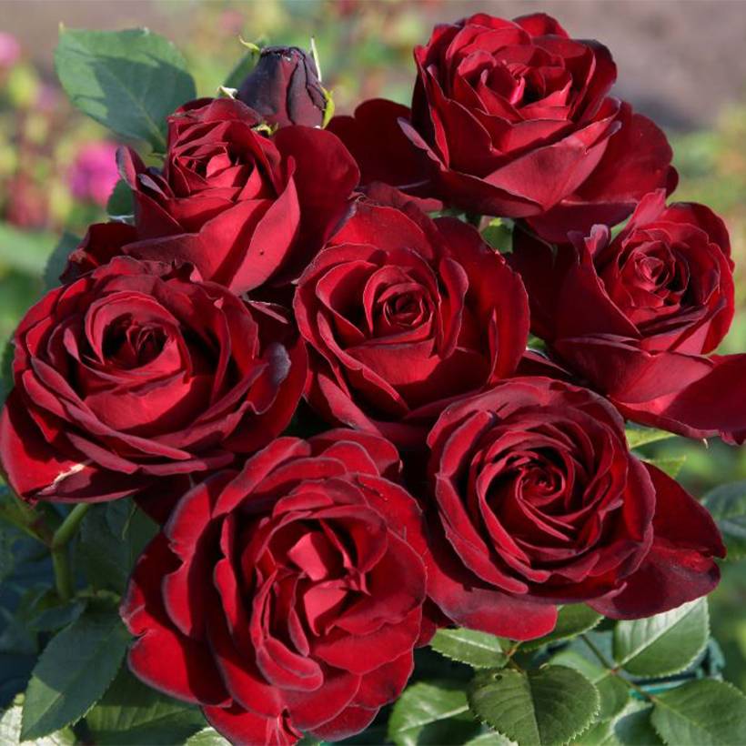 Rosier à grandes fleurs Paint it Black Pot de 6L/7L