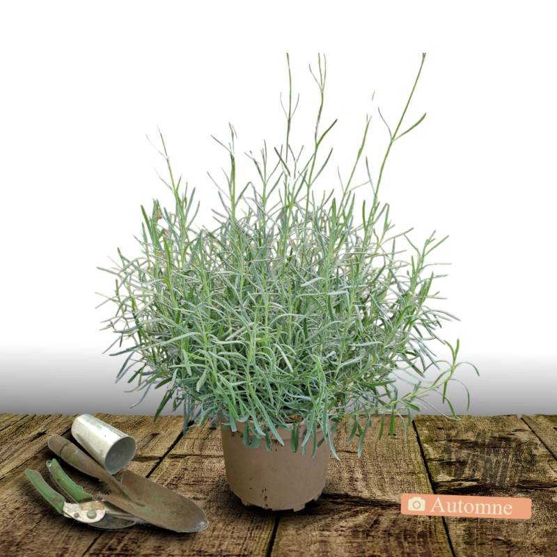 Lavande Rose à fleurs Rose/ - feuillage Persistant - Pot de 7,5L - 60/80 cm - Imagen 2