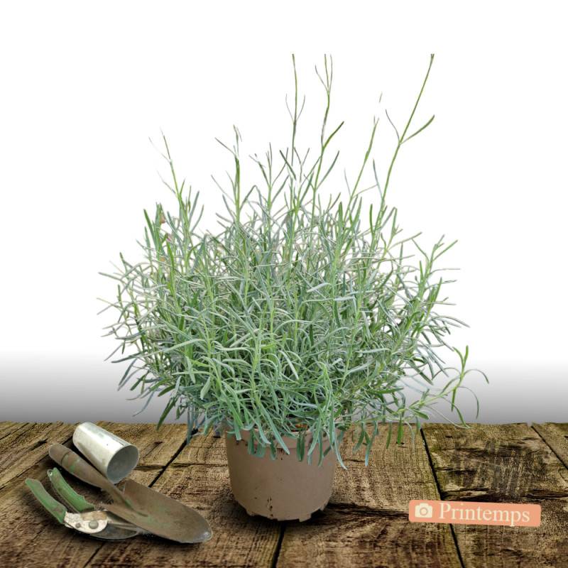 Lavande Rose à fleurs Rose/ - feuillage Persistant - Pot de 7,5L - 60/80 cm - Imagen 5