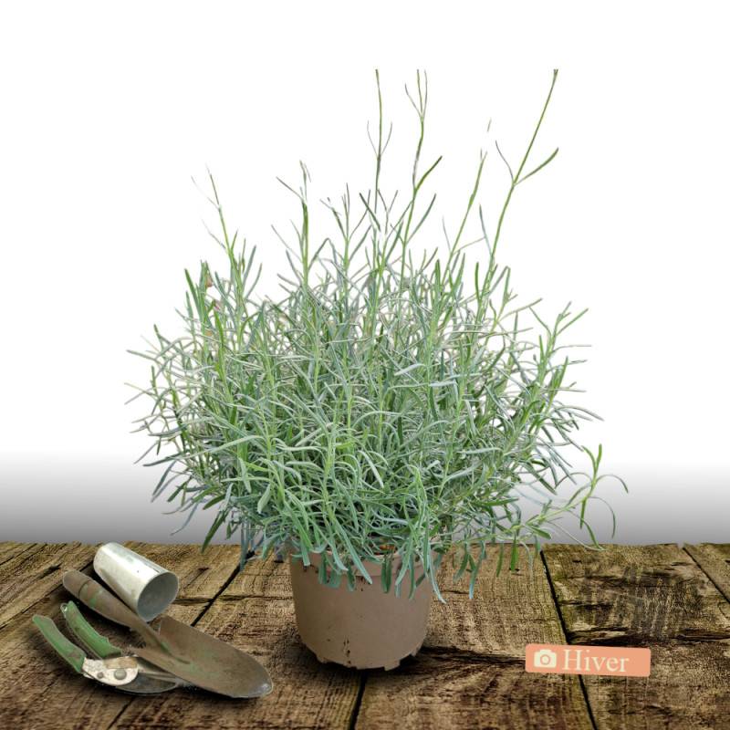 Lavande Rose à fleurs Rose/ - feuillage Persistant - Pot de 7,5L - 60/80 cm - Imagen 4