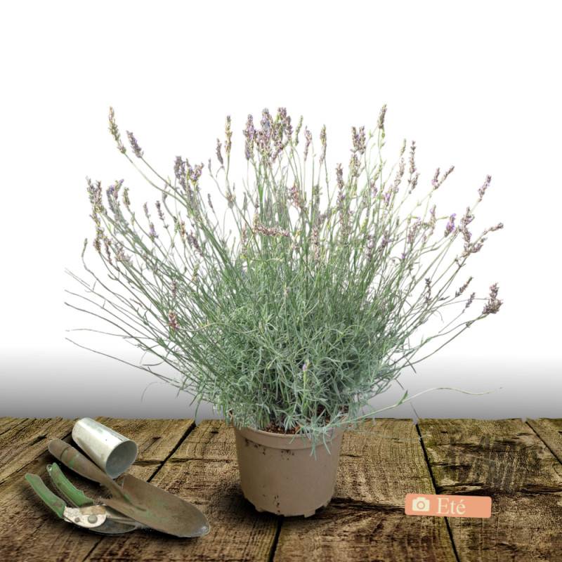 Lavande Rose à fleurs Rose/ - feuillage Persistant - Pot de 7,5L - 60/80 cm - Imagen 3