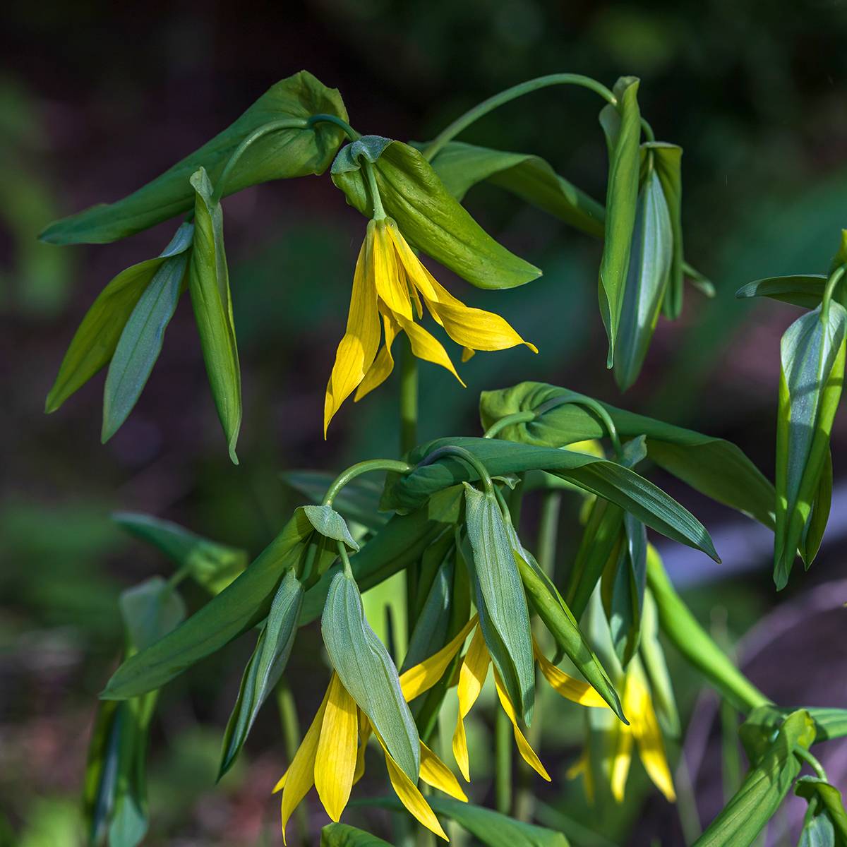 Uvularia grandiflora Godet de 8/9 cm