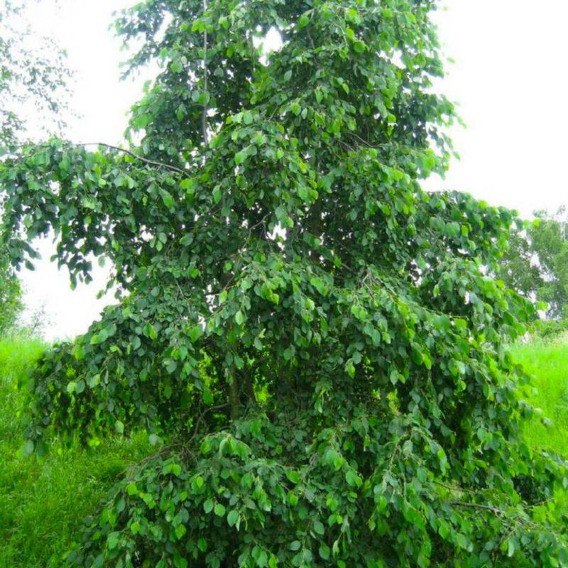 Aulne blanc (Alnus incana) - Godet - Taille 30/50cm - Pépinières Naudet - Imagen 1