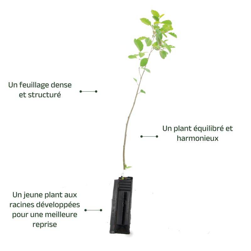 Aulne blanc (Alnus incana) - Godet - Taille 30/50cm - Pépinières Naudet - Imagen 4