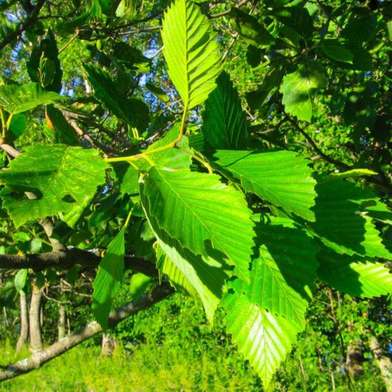 Aulne blanc (Alnus incana) - Godet - Taille 30/50cm - Pépinières Naudet - Imagen 2