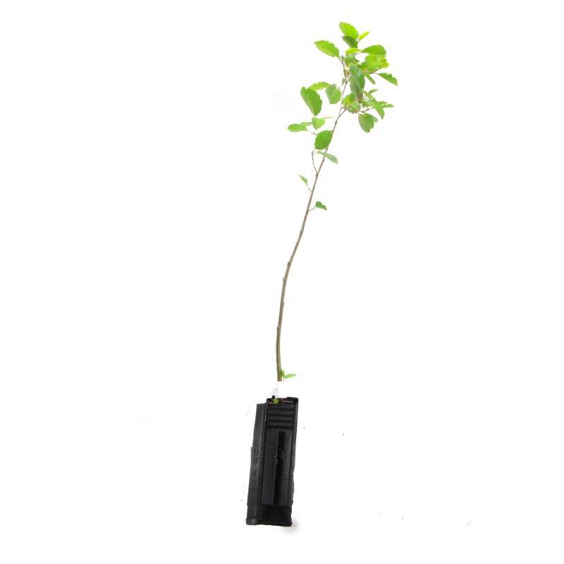Aulne blanc (Alnus incana) - Godet - Taille 30/50cm - Pépinières Naudet - Imagen 3