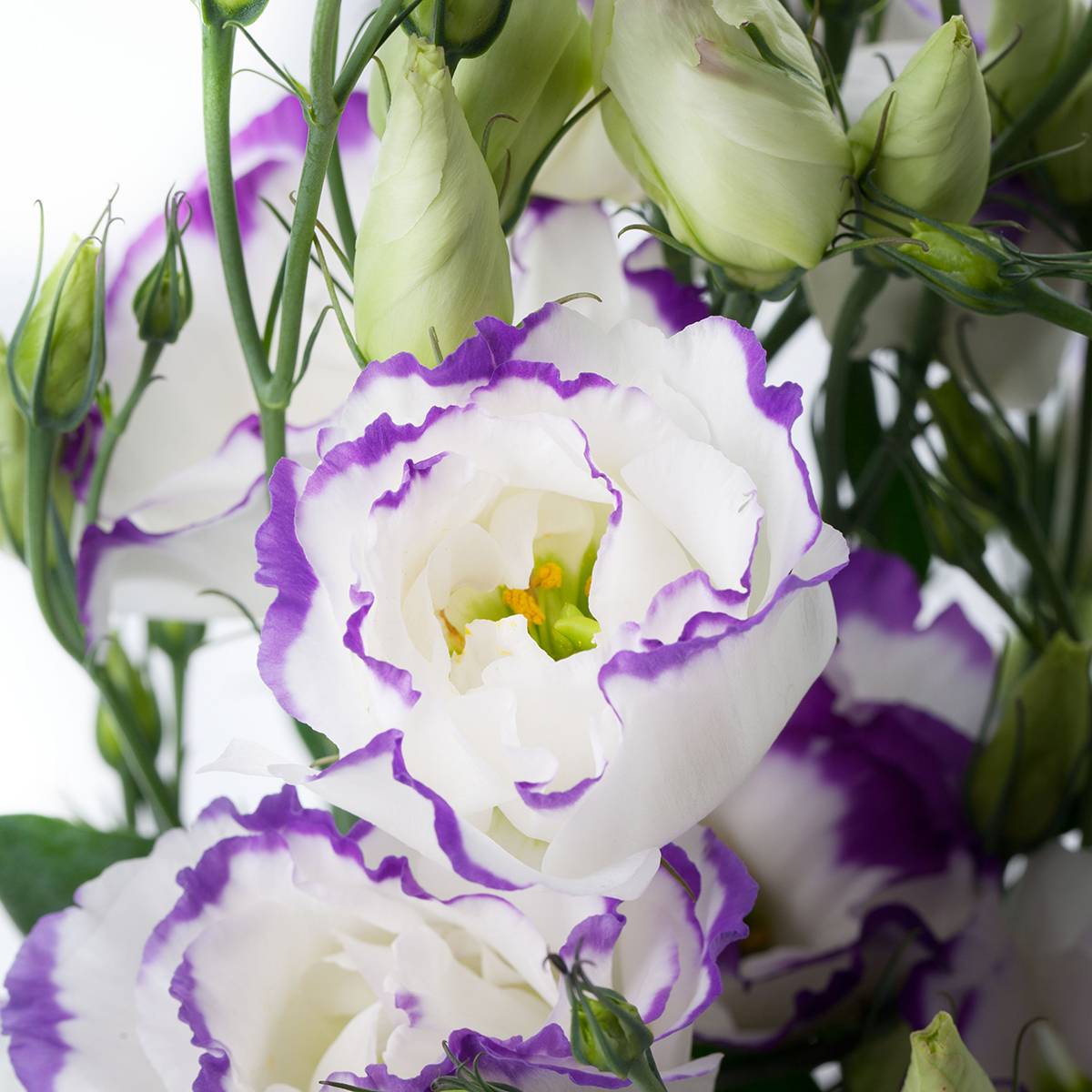 Graines de Lisianthus F1 Cessna Blue Picotee III (graines enrobées) le sachet de 20 graines environ