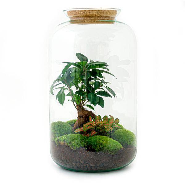 Diy Terrarium - D43 H43cm - Image 1