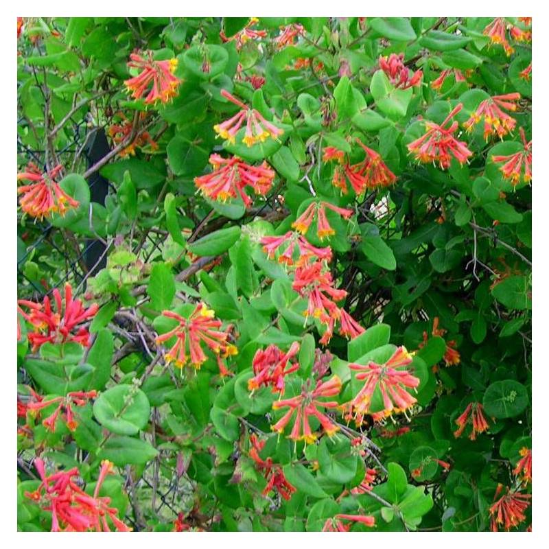 Chèvrefeuille de Brown Dropmore Scarlet à fleurs Orange - feuillage Semi-Persistant - Godet - 5/10 cm-  hauteur à maturité De 3,00 m à 5,00 m - Imagen 4