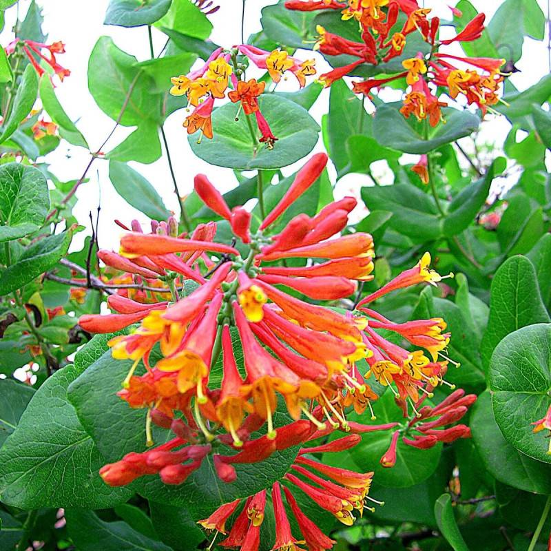 Chèvrefeuille de Brown Dropmore Scarlet à fleurs Orange - feuillage Semi-Persistant - Godet - 5/10 cm-  hauteur à maturité De 3,00 m à 5,00 m - Imagen 1