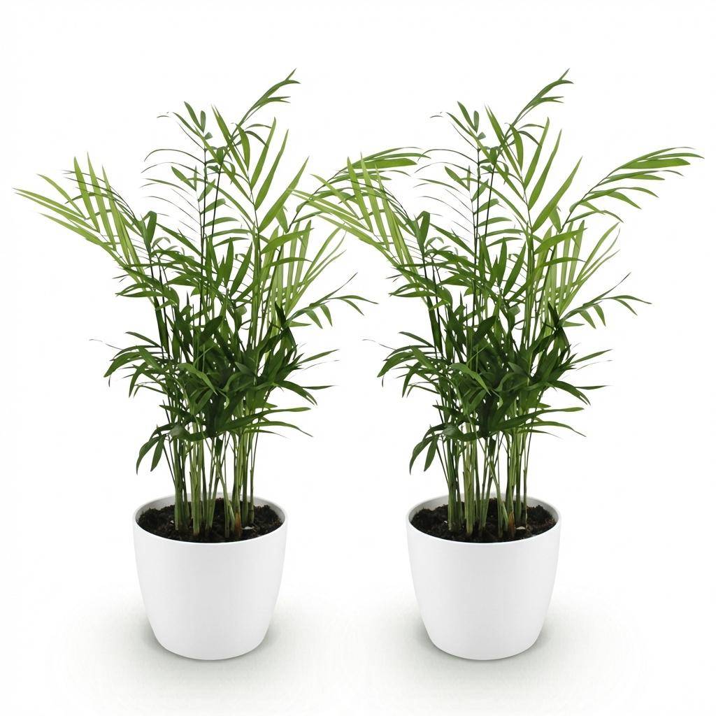 Chamaedorea elegans - Pet-friendly - Pot de 12cm - Hauteur 15cm - 2 plantes - Blanc - Plantes d'intérieur - Image 2