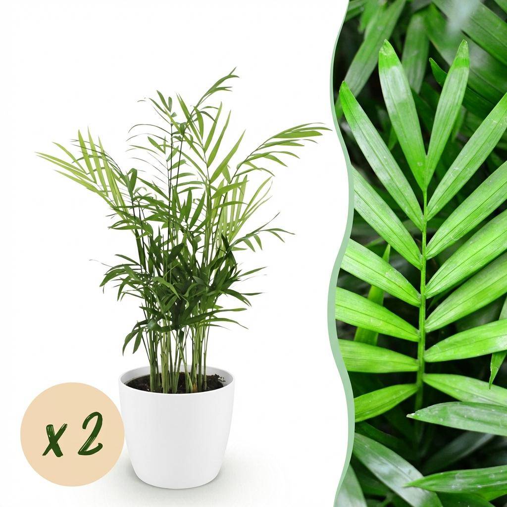 Chamaedorea elegans - Pet-friendly - Pot de 12cm - Hauteur 15cm - 2 plantes - Blanc - Plantes d'intérieur