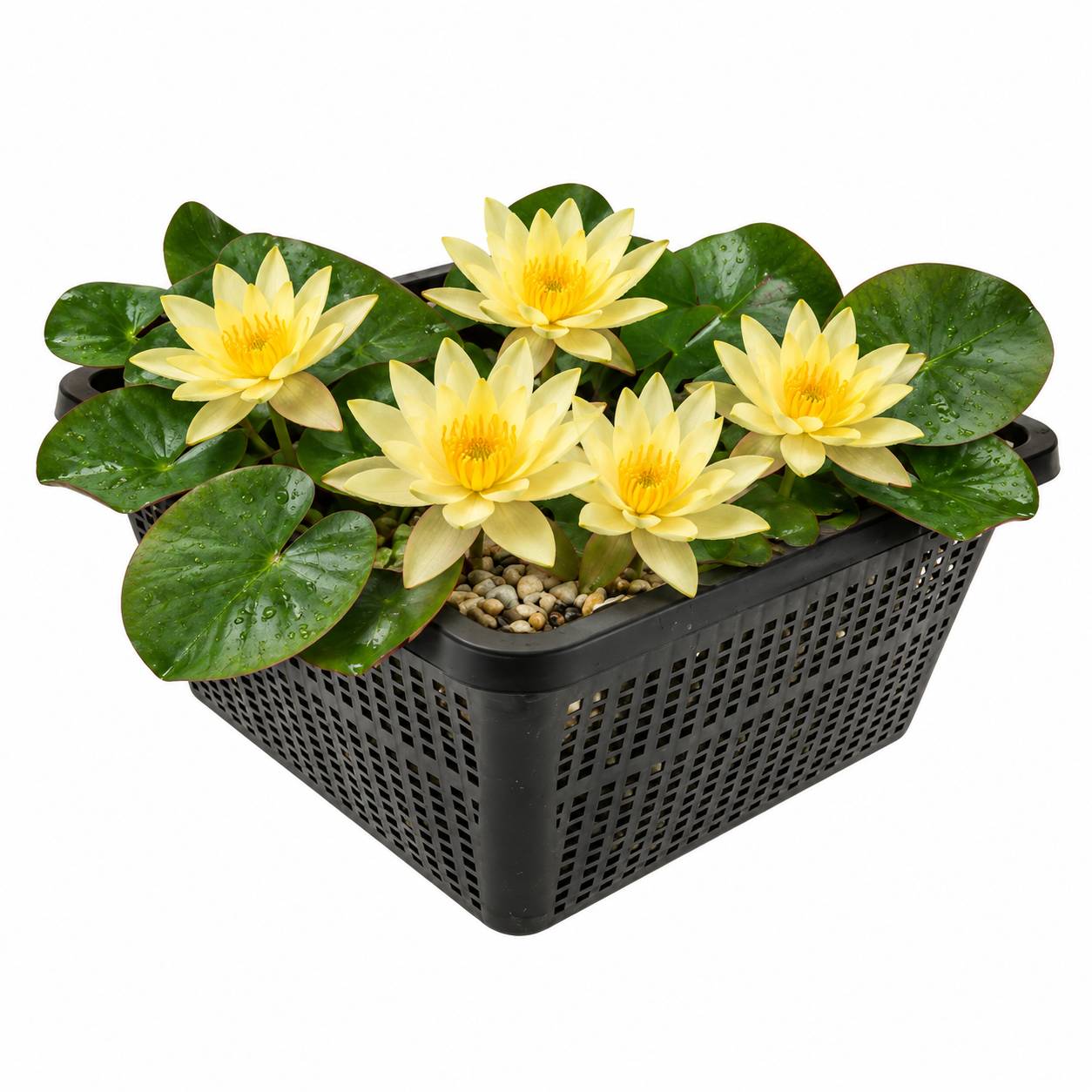 Nénuphar nain jaune - Plante de bassin - Incl. panier, substrat, argile, gravier