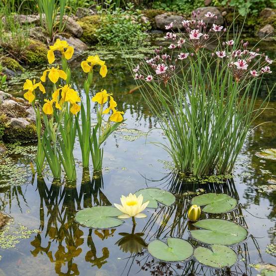 Nénuphar nain jaune - Plante de bassin - Incl. panier, substrat, argile, gravier - Image 3