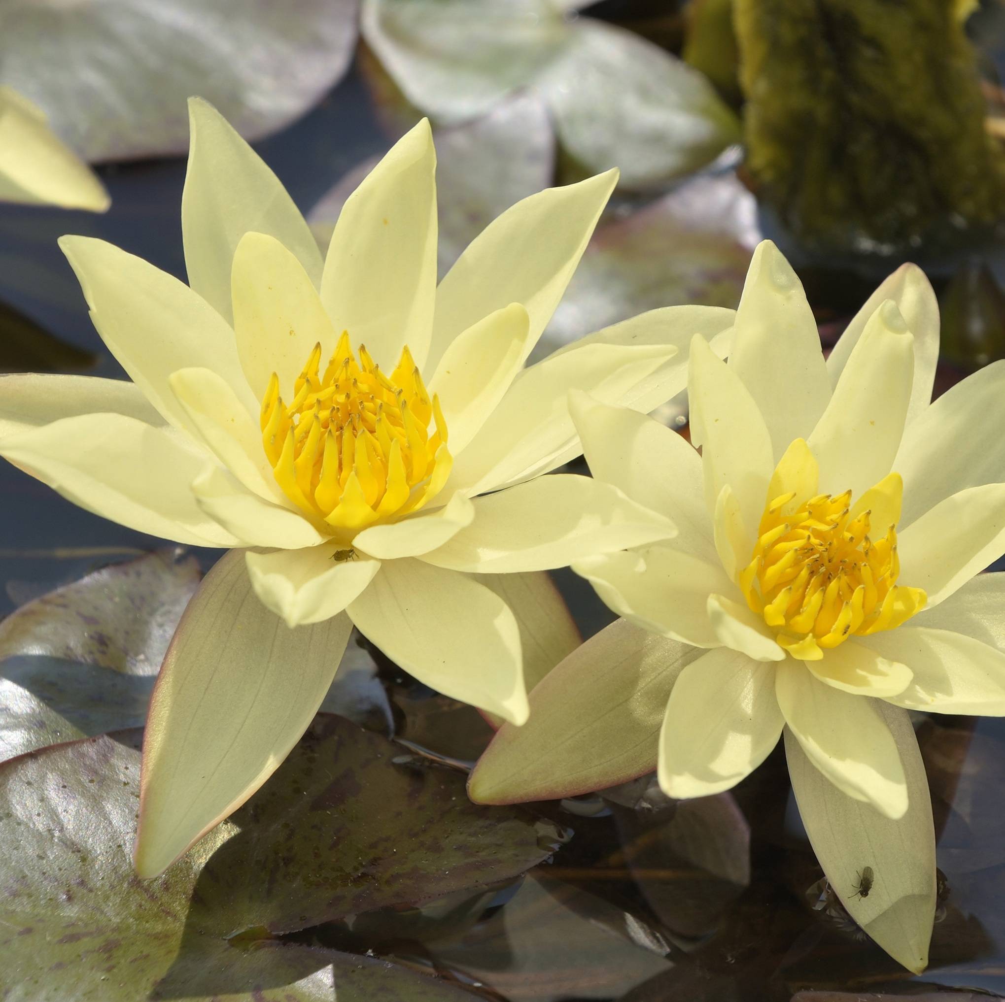 Nénuphar nain jaune - Plante de bassin - Incl. panier, substrat, argile, gravier - Image 2