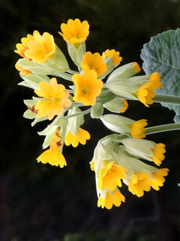 Primula veris - Primevère officinale, Coucou Godet de 8/9 cm - Image 1