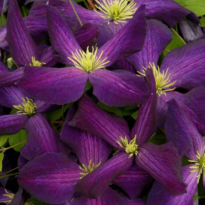 Clématite jackmanii Jackmanii Purpurea® 'Zojapur' à fleurs Violette - feuillage Caduc - Godet - 5/20 cm-  hauteur à maturité De 5,00 m à 10,00 m - Imagen 5