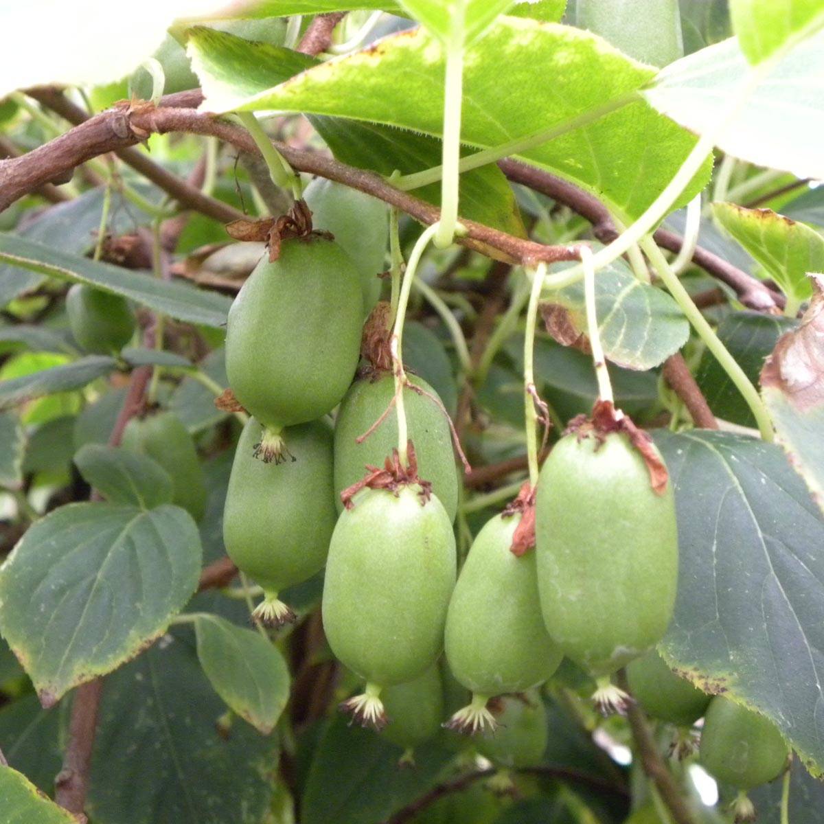 Promesse de Fleurs - Kiwi arguta Issai (autofertile) - Kiwaï - Actinidia arguta Pot de 1,5L/2L