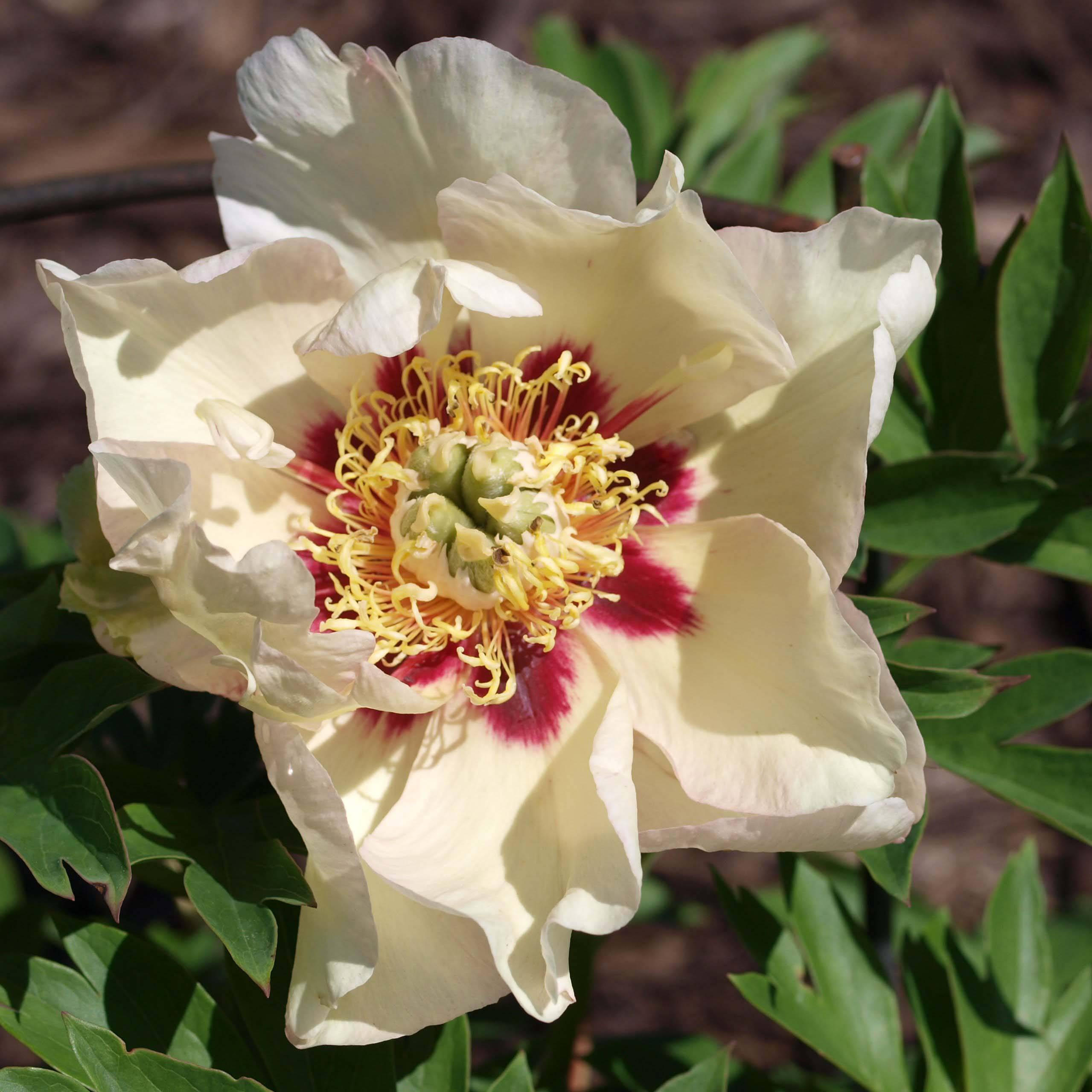 PIvoine Itoh Pastel Splendor Pot de 2L/3L