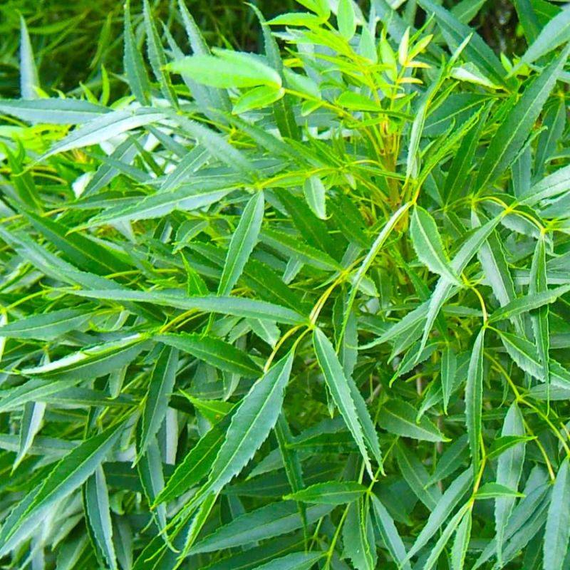 Frêne oxyphylle (Fraxinus angustifolia) - Godet - Taille 20/40cm - Pépinières Naudet