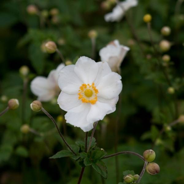 Promesse de Fleurs - Anémone japonaise Andrea Atkinson - Anemone (x) hybrida Godet de 8/9 cm