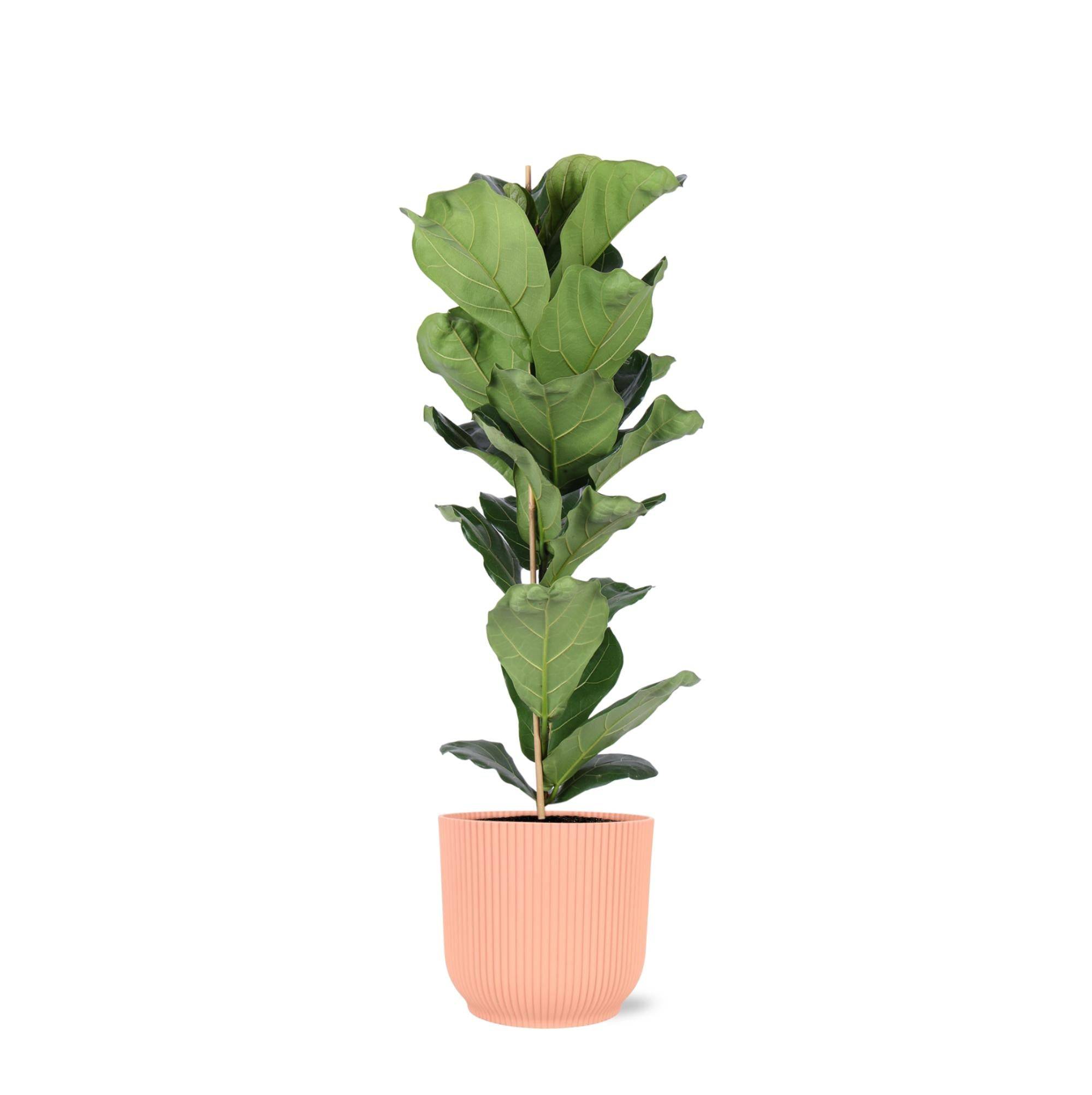 Ficus Lyrata et son pot- La Green Touch Relief Rose - Hauteur 90cm