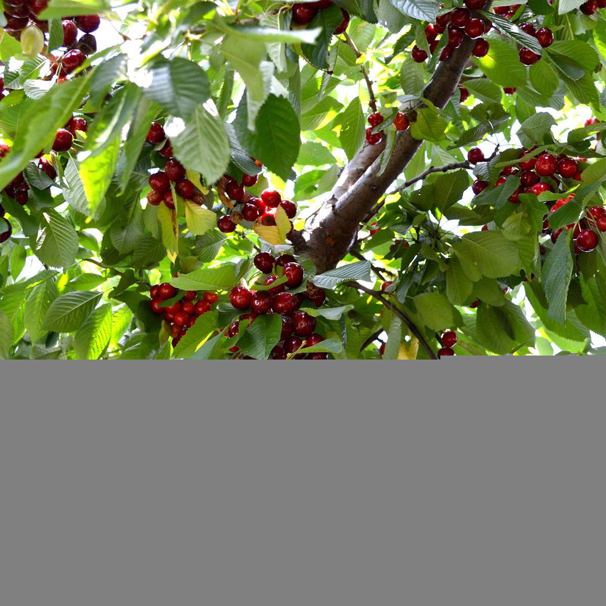 Cerisier Schneiders Späte Knorpelkirsche - Prunus avium  Pot de 7,5L/10L, Gobelet