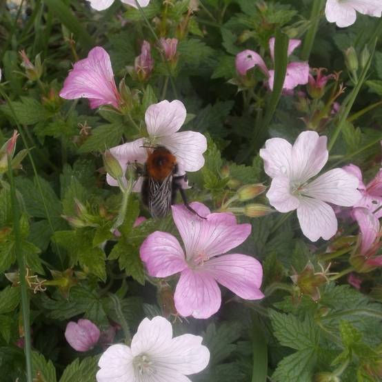 Promesse de Fleurs - Géranium vivace endressii Pot de 2L/3L