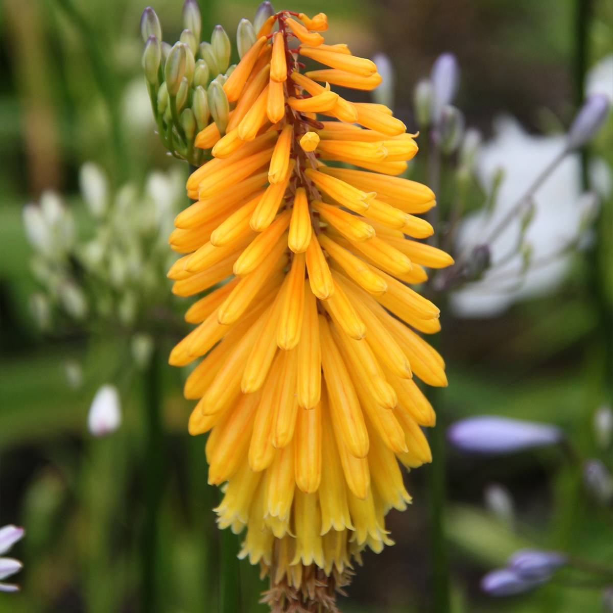 Tritoma - Kniphofia Mango Popsicle Petites Racines nues