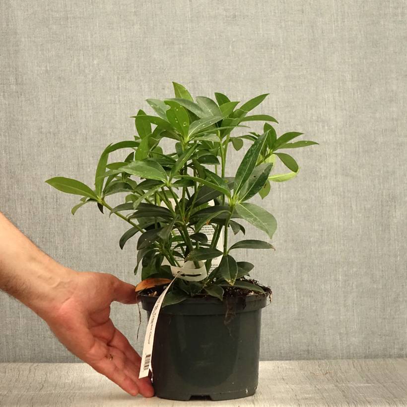 Promesse de Fleurs - Skimmia japonica Fragrant Cloud Pot de 2L/3L - Image 2