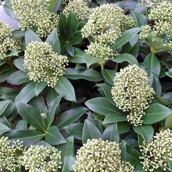 Promesse de Fleurs - Skimmia japonica Fragrant Cloud Pot de 2L/3L - Image 1