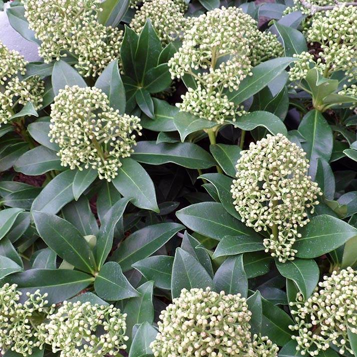 Promesse de Fleurs - Skimmia japonica Fragrant Cloud Pot de 2L/3L - Image 1