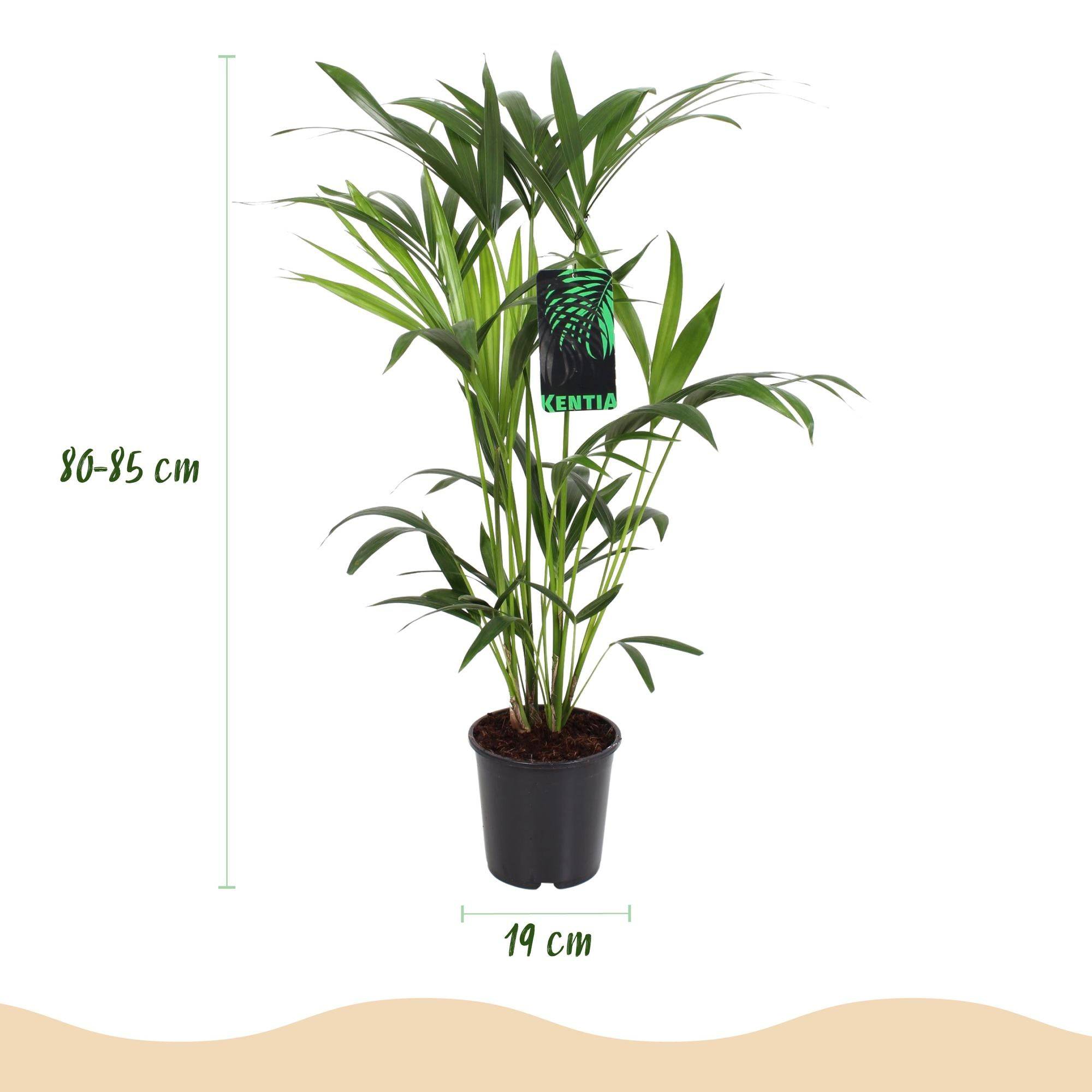 La Green Touch - Kentia Palm – Howea Forsteriana - Cache-pot blanc – Pot 21 cm - Image 5