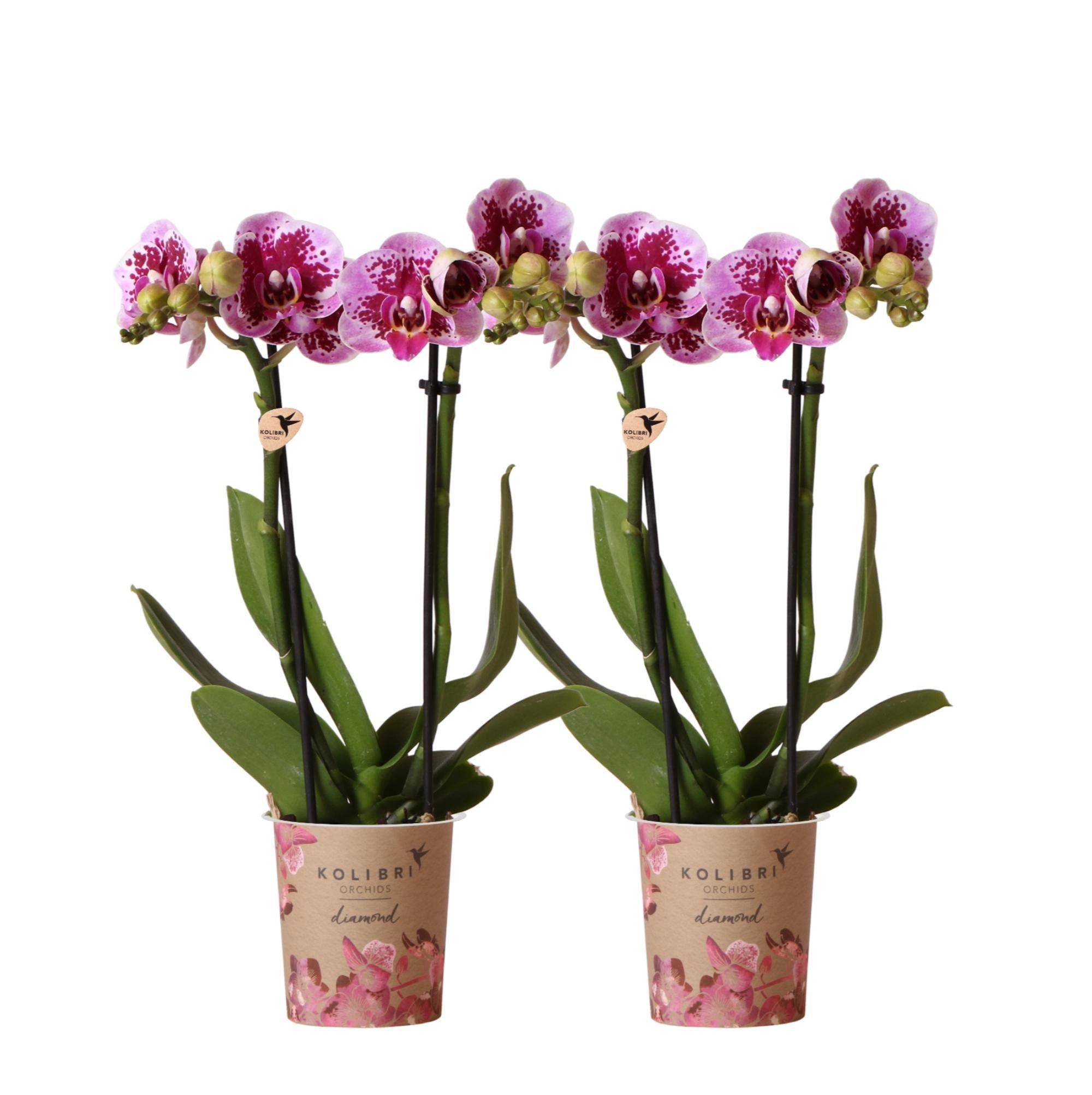 La Green Touch - Orchidées Phalaenopsis rose violet - Lot de 2 35cm - Plante d'intérieur- La Green Touch - Imagen 1