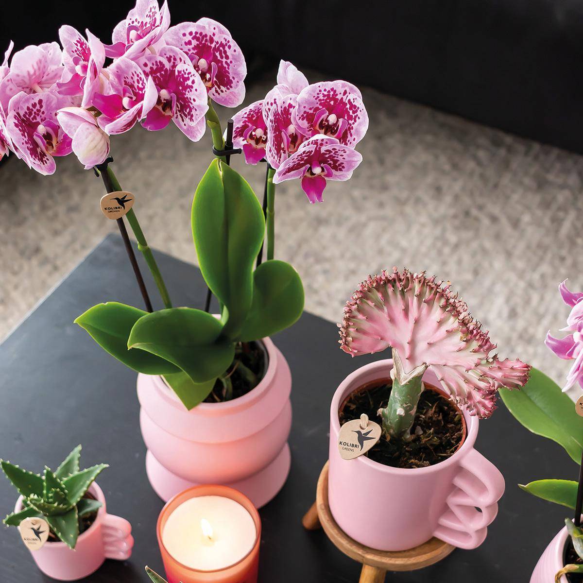 La Green Touch - Orchidées Phalaenopsis rose violet - Lot de 2 35cm - Plante d'intérieur- La Green Touch - Imagen 4