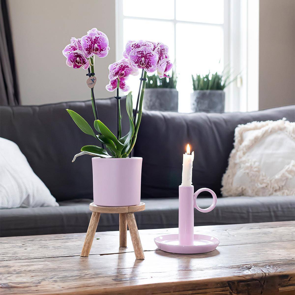 La Green Touch - Orchidées Phalaenopsis rose violet - Lot de 2 35cm - Plante d'intérieur- La Green Touch - Imagen 5