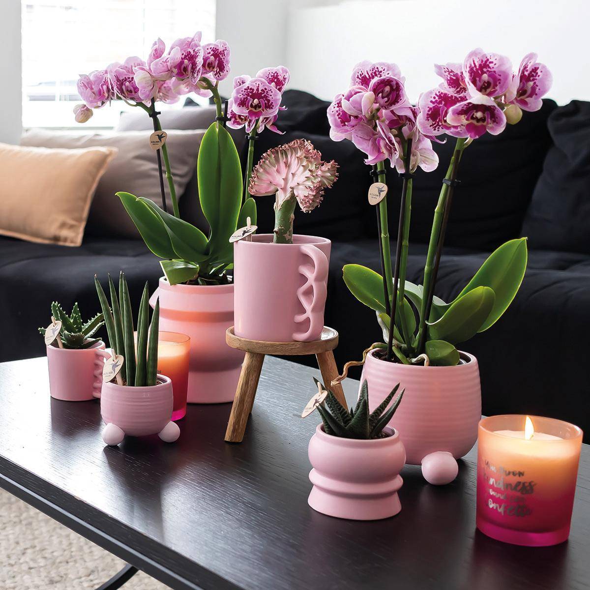 La Green Touch - Orchidées Phalaenopsis rose violet - Lot de 2 35cm - Plante d'intérieur- La Green Touch - Imagen 3