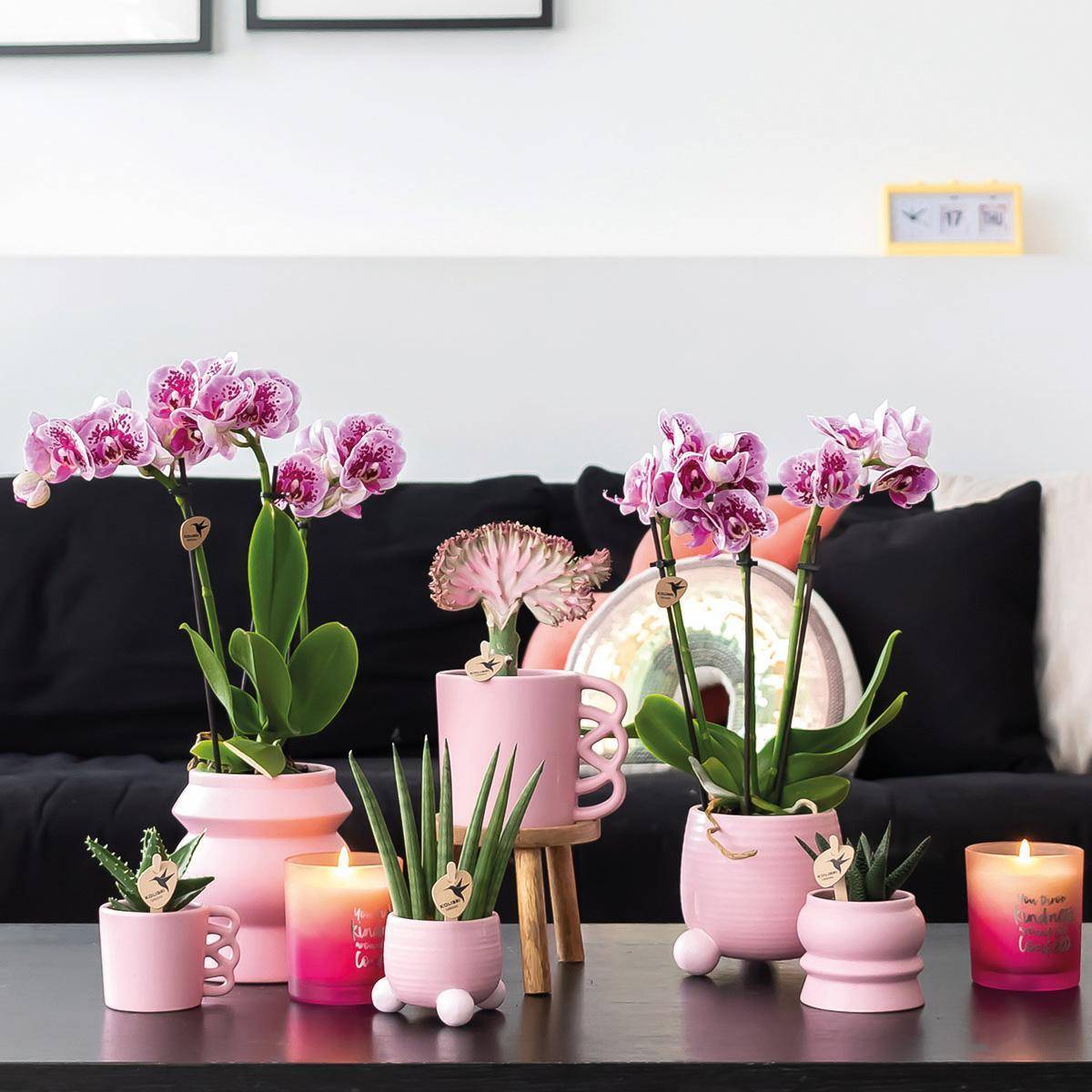 La Green Touch - Orchidées Phalaenopsis rose violet - Lot de 2 35cm - Plante d'intérieur- La Green Touch - Imagen 2
