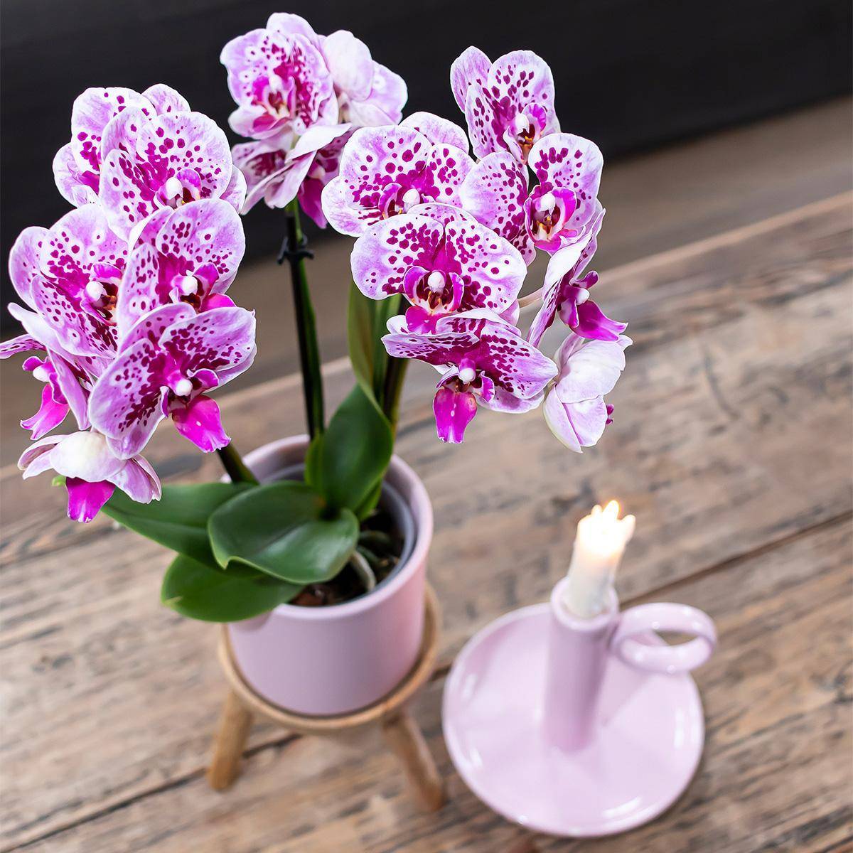 La Green Touch - Orchidées Phalaenopsis rose violet - Lot de 2 35cm - Plante d'intérieur- La Green Touch - Imagen 6