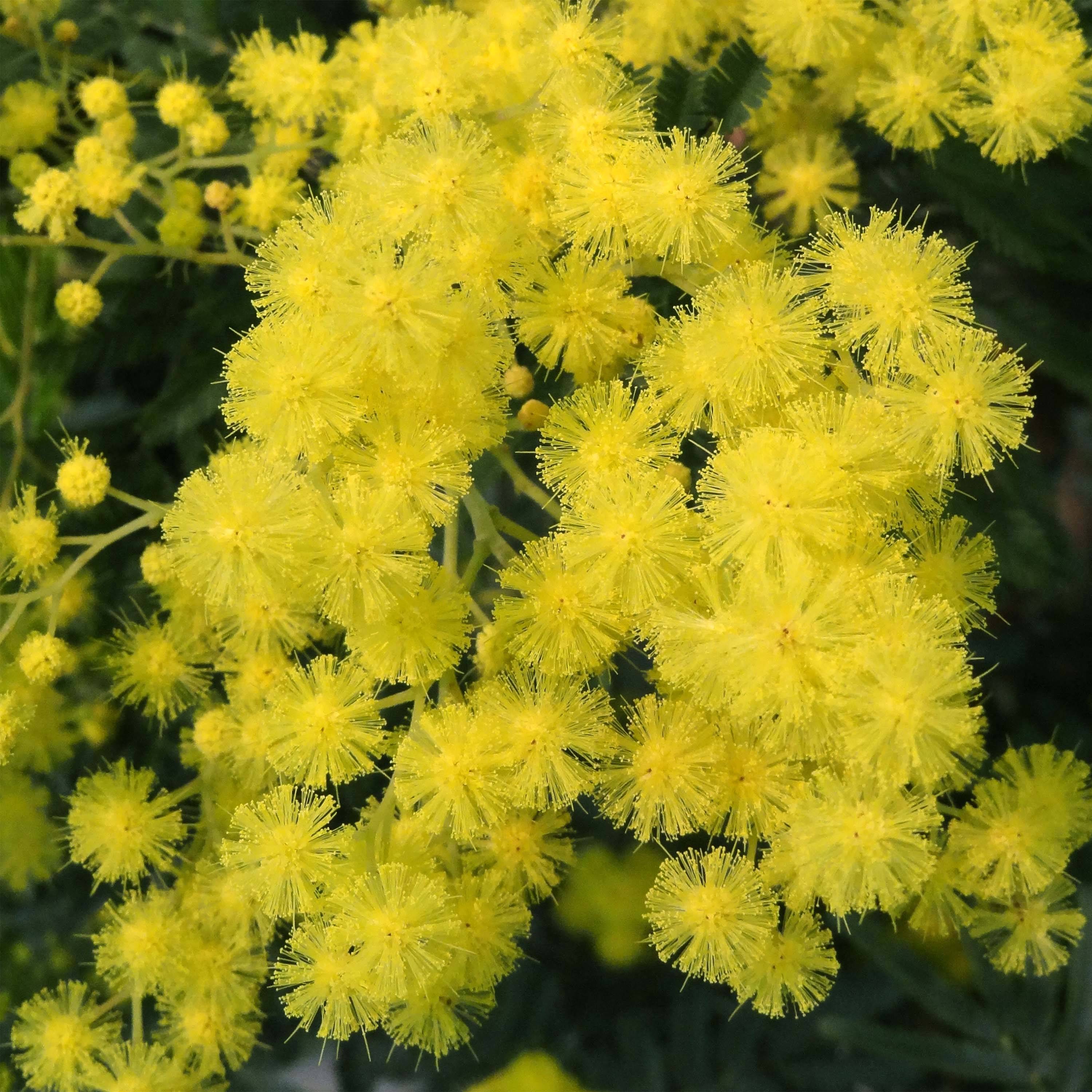 Promesse de Fleurs - Mimosa - Acacia dealbata Pot de 2L/3L