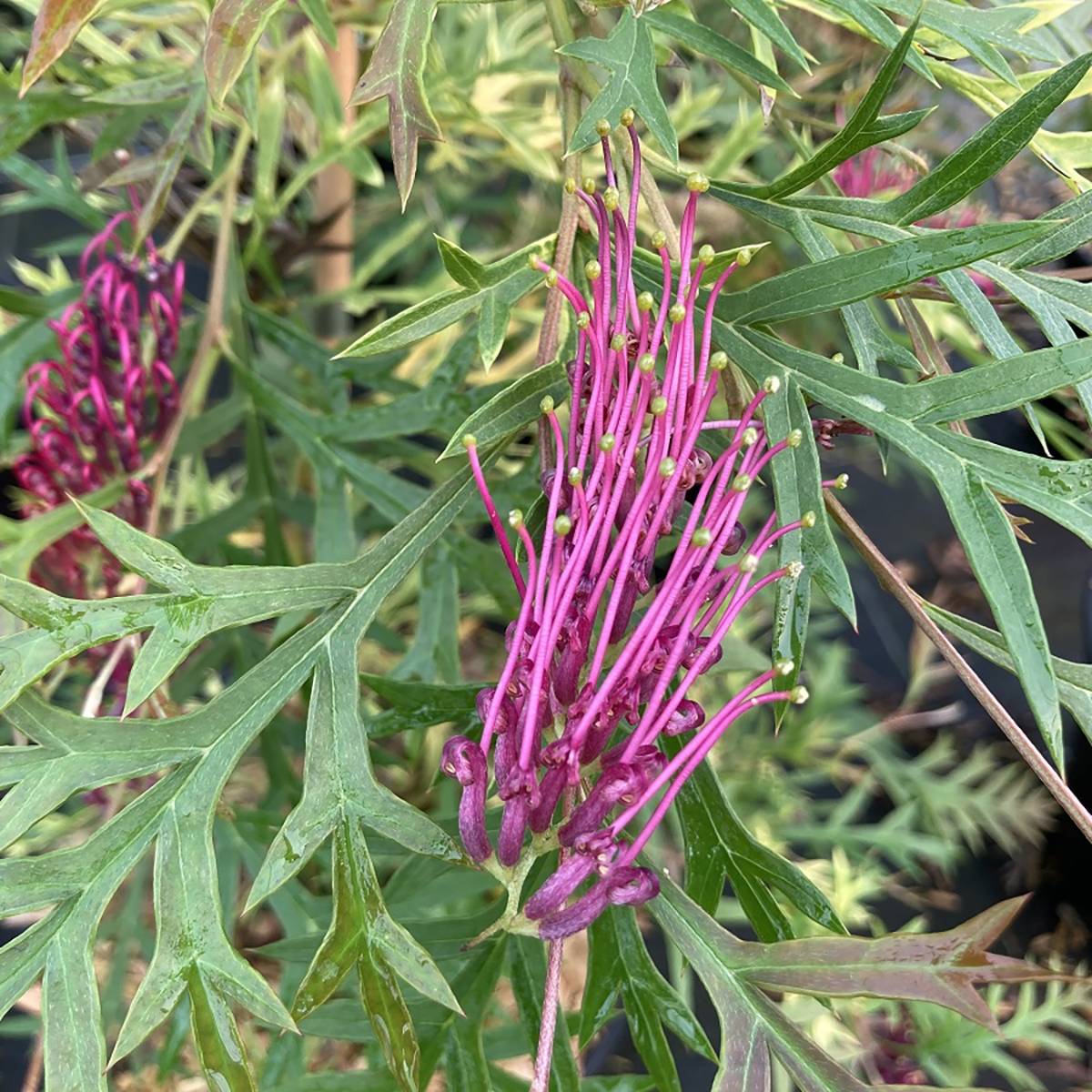 Promesse de Fleurs - Grevillea Bronze Rambler  Pot de 4L/5L