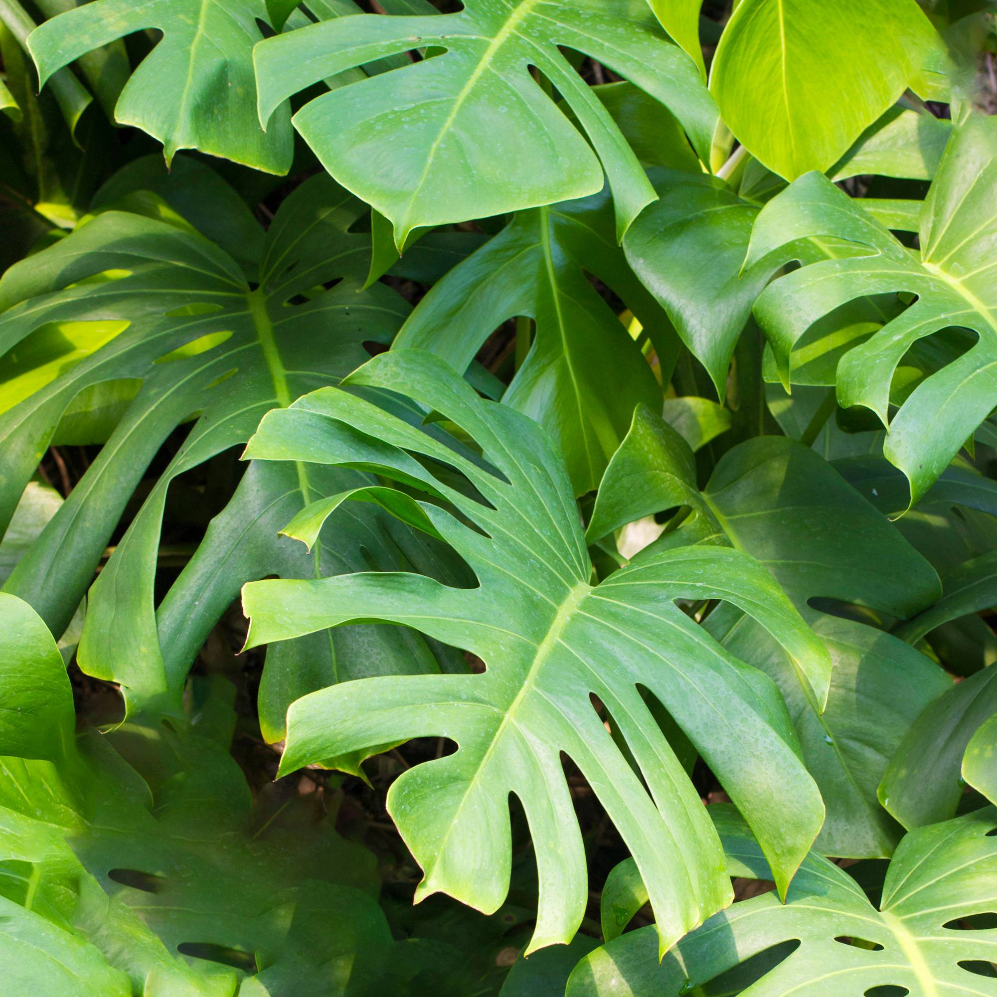 Gardenersdream - Plante Monstera Faux Philodendron | Plante D'Intérieur Qui Purifie L'Air | (40-50Cm Pot Inclus) - GardenersDream - Imagen 1