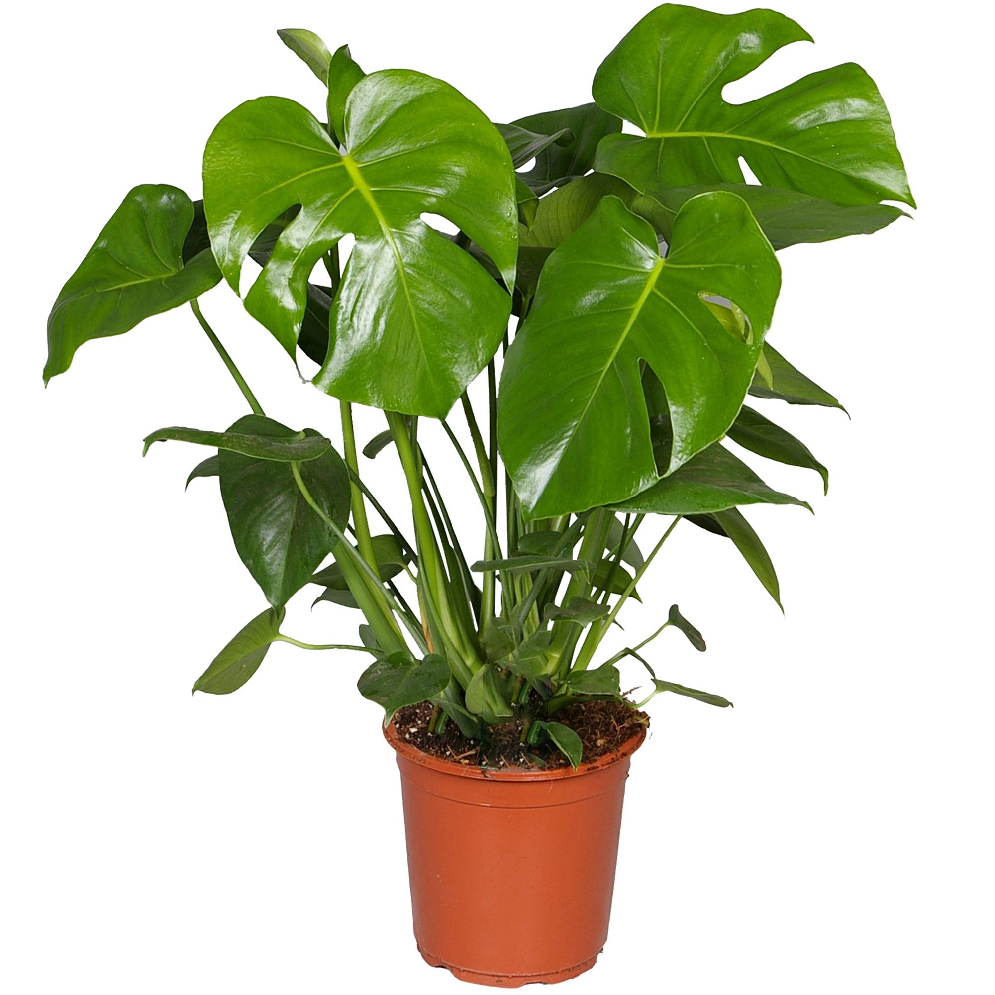 Gardenersdream - Plante Monstera Faux Philodendron | Plante D'Intérieur Qui Purifie L'Air | (40-50Cm Pot Inclus) - GardenersDream - Imagen 2