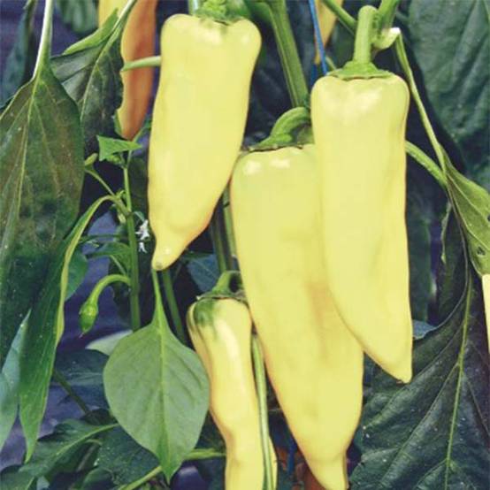 Piment Hungarian Yellow Wax Hot - Piment fort jaune le sachet de 175 graines environ (1,5g)