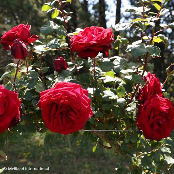 Rosier grimpant Edith Piaf Pot de 4L/5L