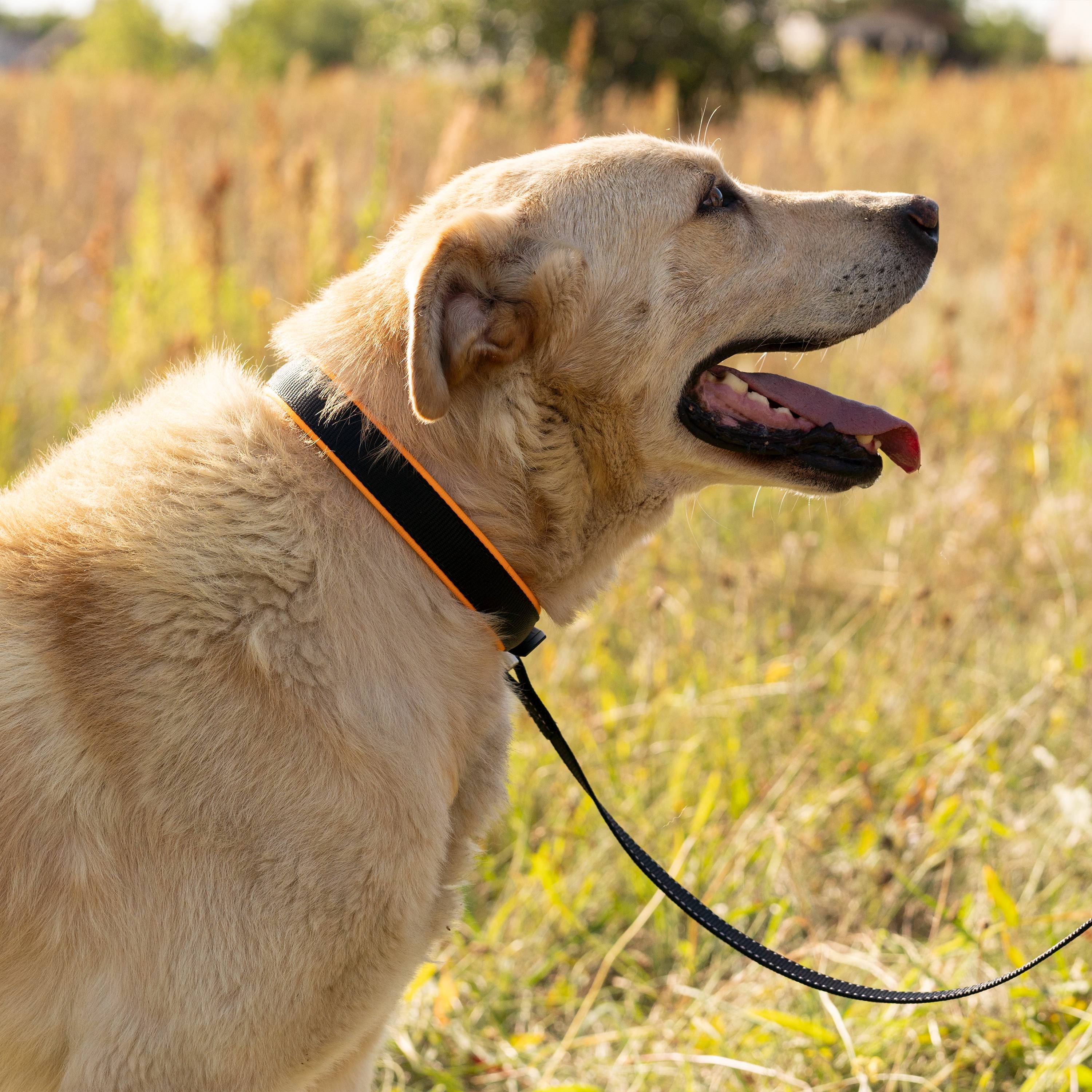 Ferplast - Collier Ergonomique pour Chiens ERGOFLUO C25/51 avec Rembourrage et Fermeture à Micro-régulation - Imagen 3