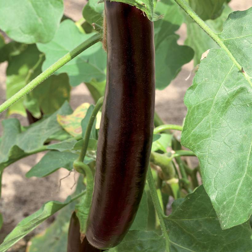 Aubergine Violet Knight F1 en plant Mini-motte Ø 3/4 cm (par 5)